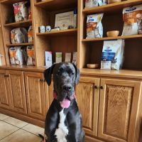 The Animal Hospital At Lake Brandt ico