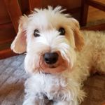 Northwest Animal Hospital : Veterinarian, Oak Ridge, NC