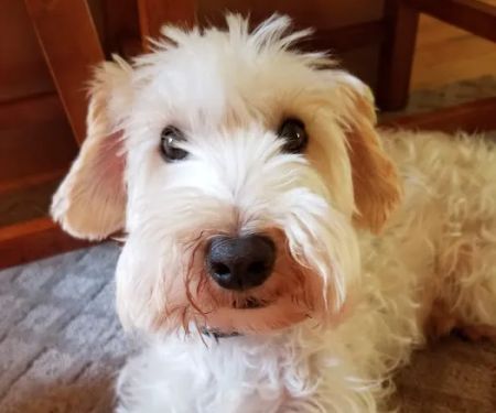 Northwest Animal Hospital : Veterinarian, Oak Ridge, NC