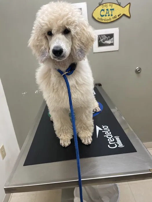 Northwest Animal Hospital : Veterinarian, Oak Ridge, NC Picture 10