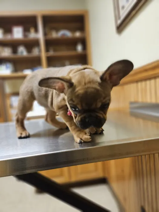 Summerfield Veterinary Hospital P.L.L.C. Picture 2