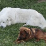 Summerfield Veterinary Hospital P.L.L.C.