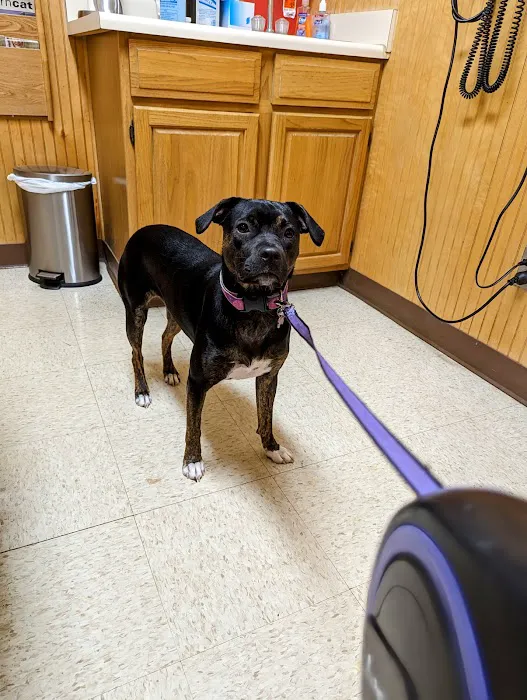 Summerfield Veterinary Hospital P.L.L.C. Picture 3