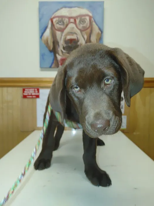 Summerfield Veterinary Hospital P.L.L.C. Picture 6