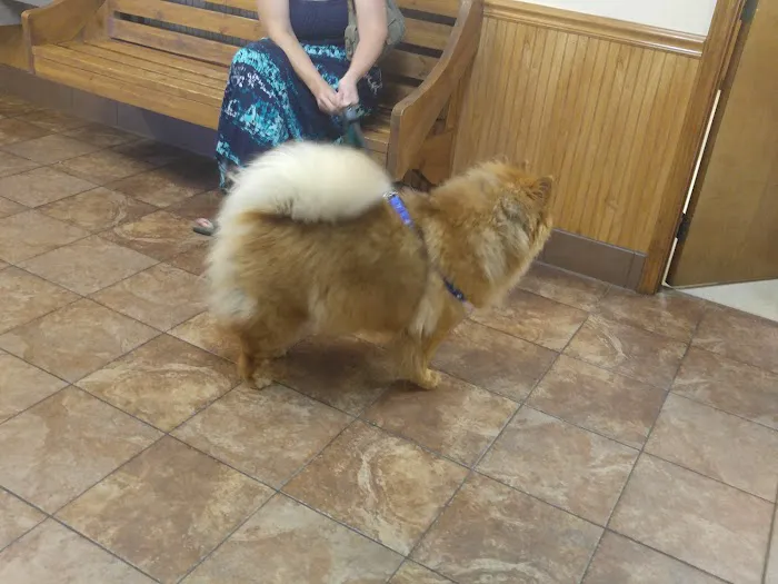 Summerfield Veterinary Hospital P.L.L.C. Picture 9