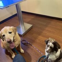 Carr Veterinary Hospital ico
