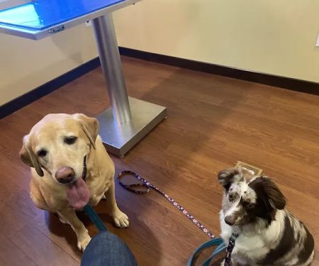 Carr Veterinary Hospital