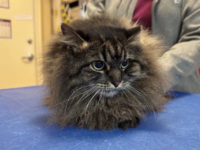 Carr Veterinary Hospital Picture 3