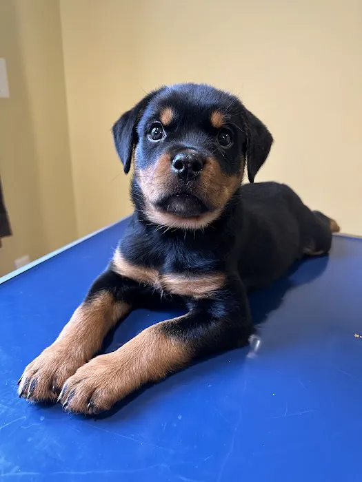 Carr Veterinary Hospital Picture 5
