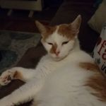 Lake Brandt Veterinary Hospita: Lofgren James DVM