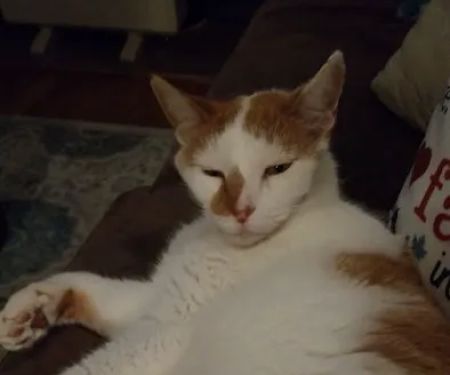 Lake Brandt Veterinary Hospita: Lofgren James DVM