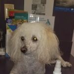 Lake Brandt Veterinary Hospital: Dudak Julie DVM