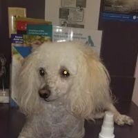 Lake Brandt Veterinary Hospital: Dudak Julie DVM ico