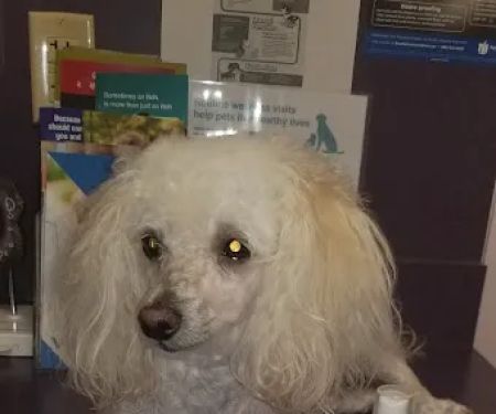 Lake Brandt Veterinary Hospital: Dudak Julie DVM