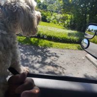 Pilot Mountain Animal Hospital ico
