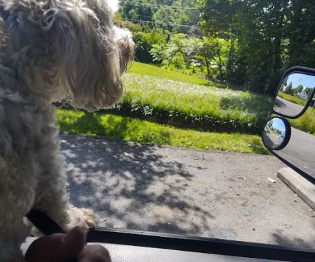 Pilot Mountain Animal Hospital