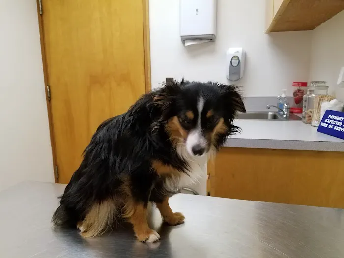 Pilot Mountain Animal Hospital Picture 5