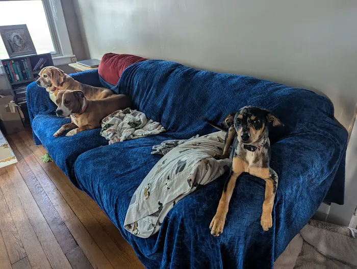 Pilot Mountain Animal Hospital Picture 10