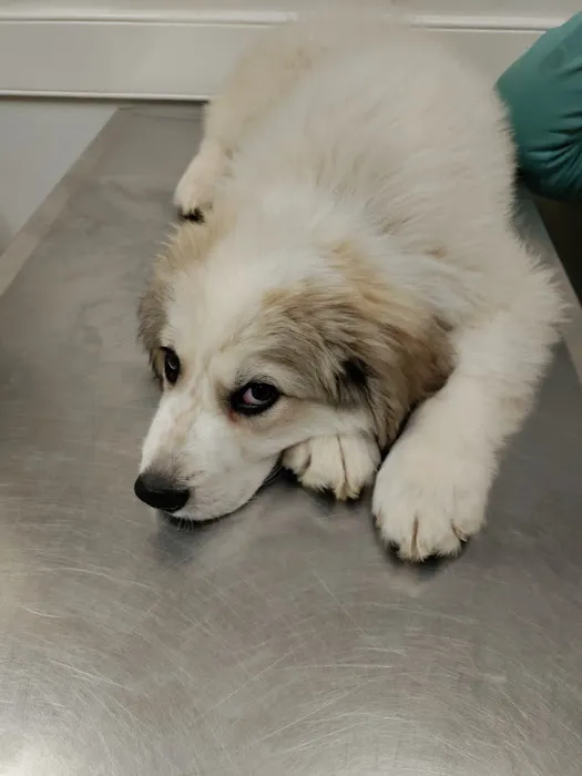 Pilot Mountain Animal Hospital Picture 7
