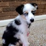 Surry Animal Hospital: Hauser Mark G DVM