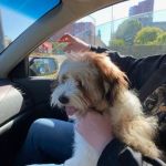 Surry Animal Hospital
