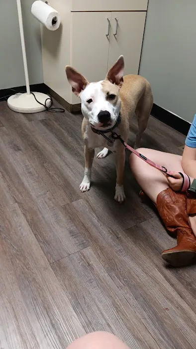 Animal Medical Services Picture 5