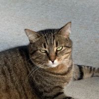 Animal Medical Services ico