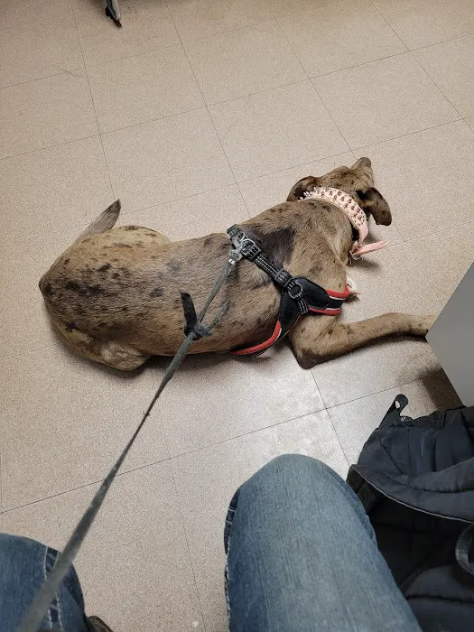 Animal Medical Services Picture 4