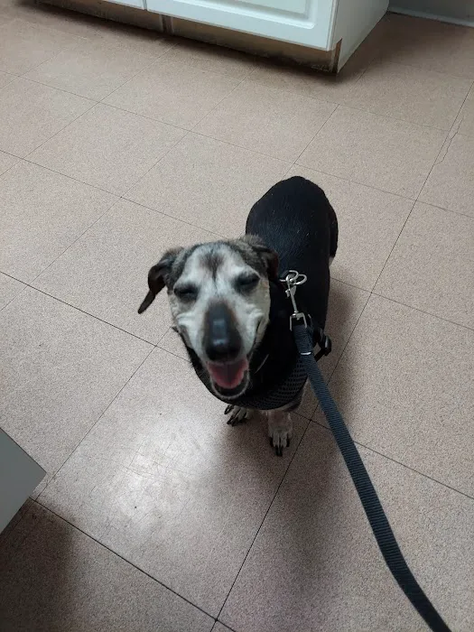 Animal Medical Services Picture 10