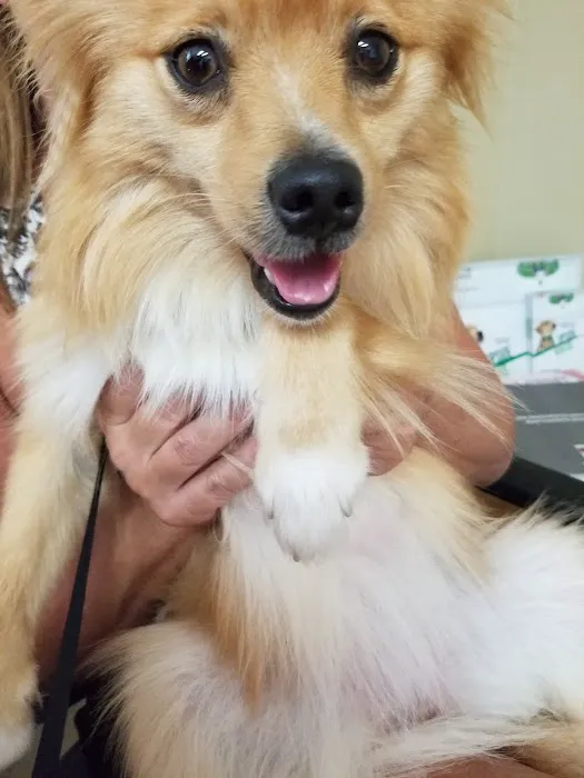 Surry Spay/Neuter Clinic Picture 1