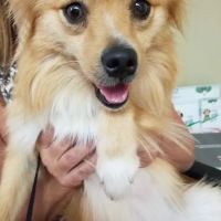 Surry Spay/Neuter Clinic ico