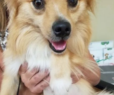 Surry Spay/Neuter Clinic