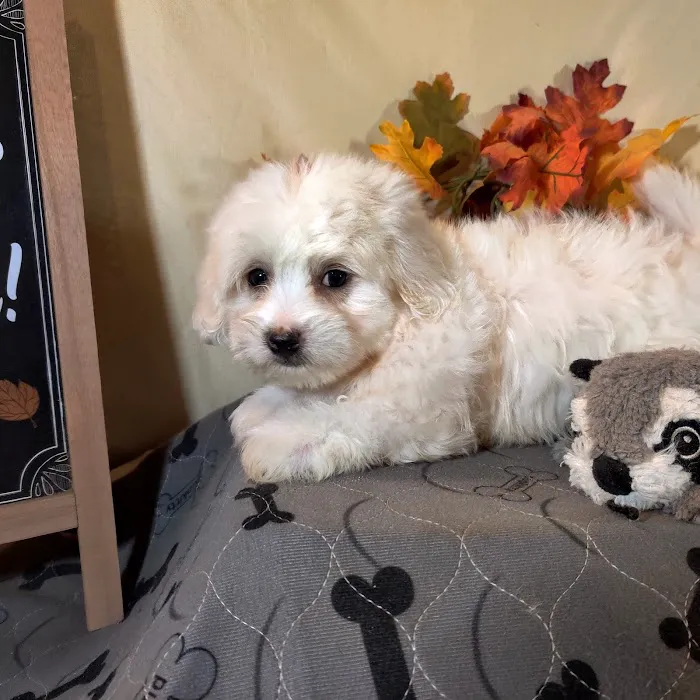 Foothills Pet Healthcare Clinic Picture 1