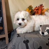 Foothills Pet Healthcare Clinic ico