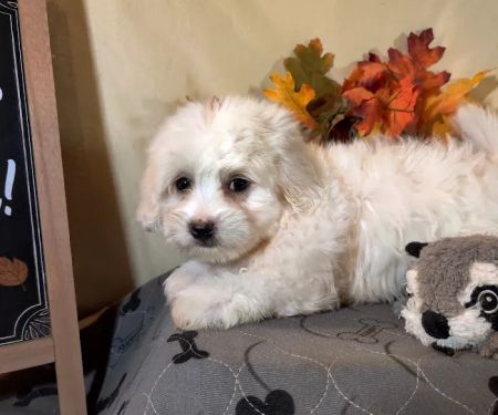 Foothills Pet Healthcare Clinic