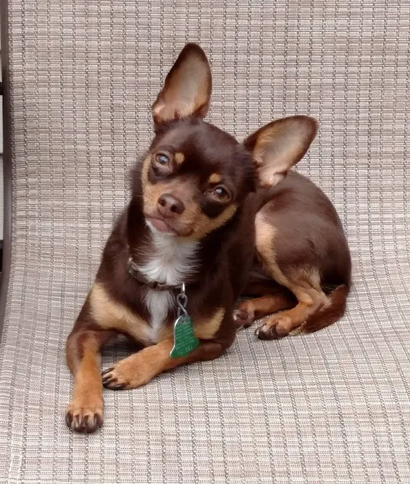 Foothills Pet Healthcare Clinic Picture 5