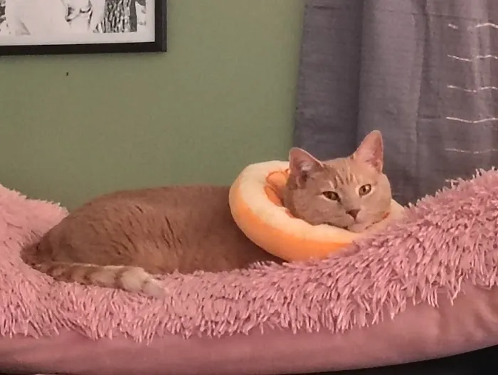 King Veterinary Hospital Picture 4