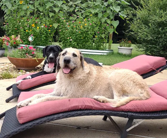 King Veterinary Hospital Picture 5