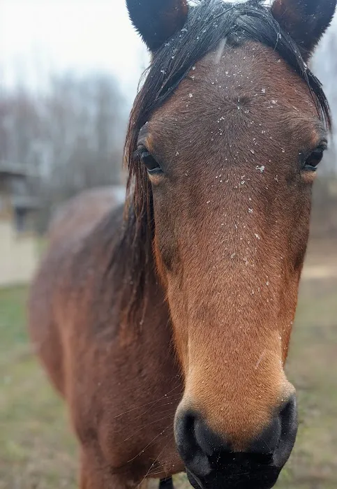 Sullivan Equine Veterinary Service Picture 8