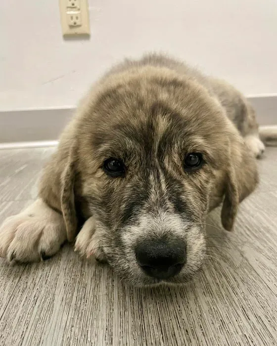 Animal Care Clinic of Rural Hall Picture 9