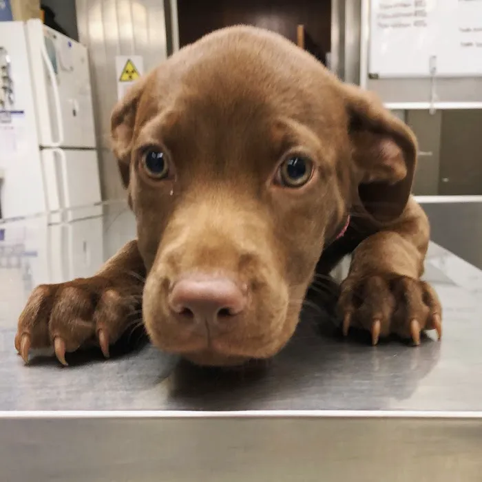 Animal Health and Wellness Hospital Picture 6
