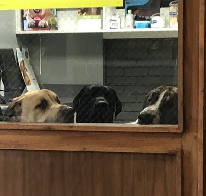 Animal Health and Wellness Hospital Picture 8