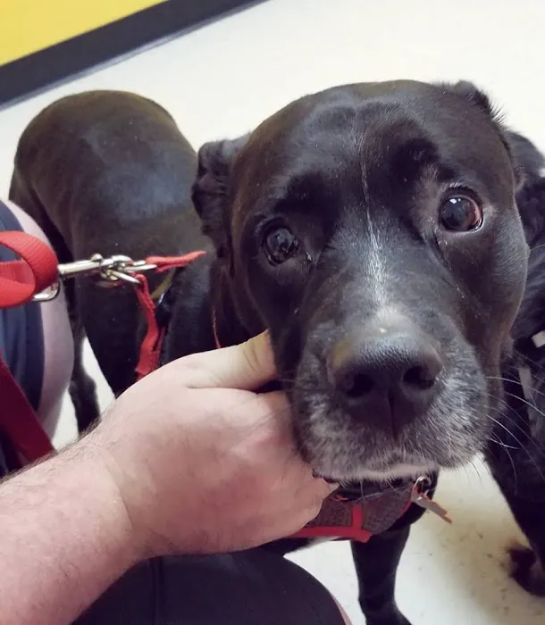 Banfield Pet Hospital Picture 3