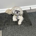 Banfield Pet Hospital