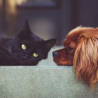 Walkertown Veterinary Hospital ico