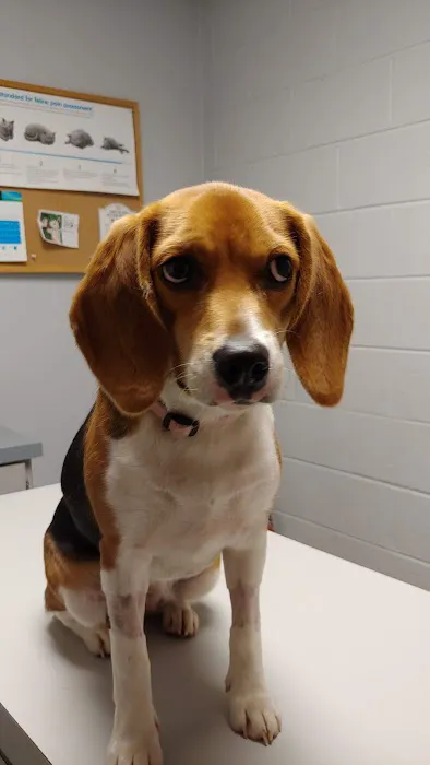 Walkertown Veterinary Hospital Picture 5
