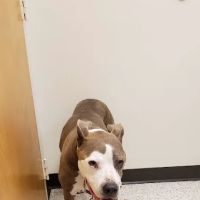 Oldtown Veterinary Hospital ico