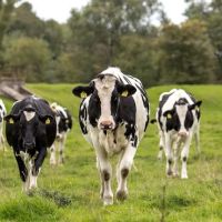 New River Veterinary Services ico