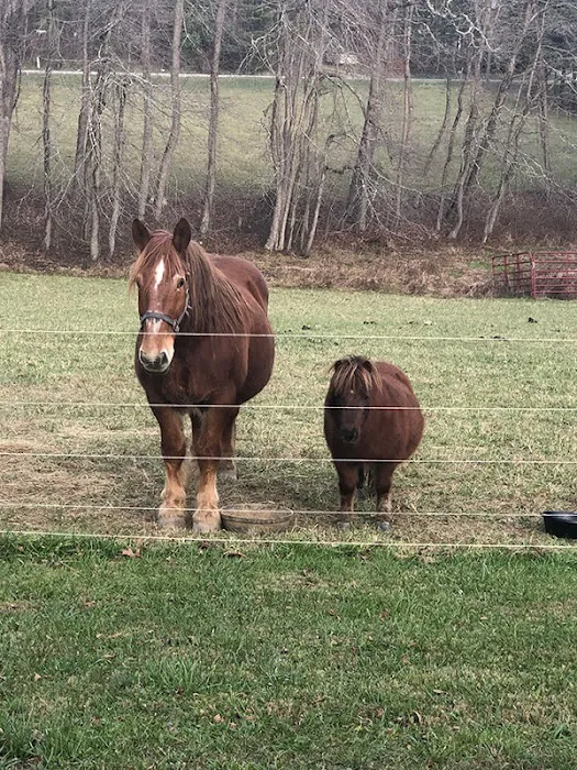 New River Veterinary Services Picture 4