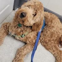 Riner Animal Clinic ico